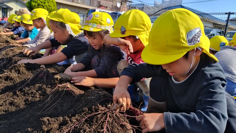 おいもほり！大きいおいもを掘るぞー！